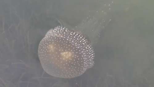 A translucent jellyfish with white spots floats gracefully in clear water, surrounded by aquatic vegetation.