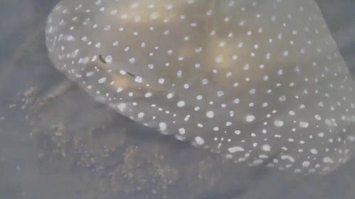 A close-up of a spotted stingray gliding over sandy ocean floor, with light filtering through the water.