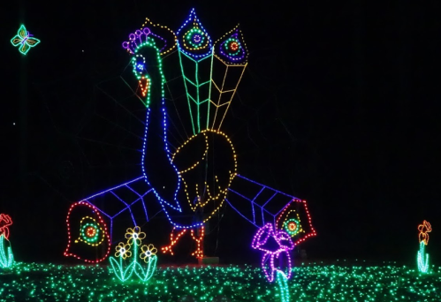 A colorful peacock made of lights, displaying its feathers, surrounded by glowing flowers against a dark background.