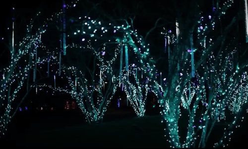 A dark scene featuring trees adorned with vibrant blue and purple lights, creating a magical, festive atmosphere.