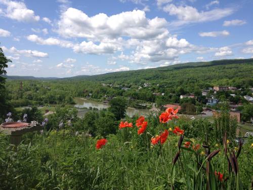 A scenic view of a lush green landscape with vibrant orange flowers in the foreground and a river winding through the valley.
