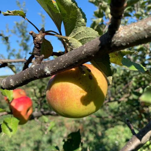 A close-up of a ripe apple hanging from a branch, surrounded by green leaves against a clear blue sky.