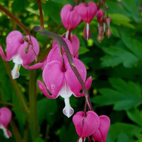 Close-up of pink bleeding heart flowers against a backdrop of green foliage.