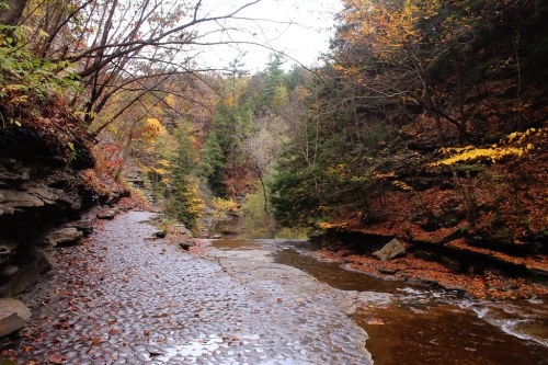 A serene forest scene with a winding stream, surrounded by autumn foliage and rocky terrain.