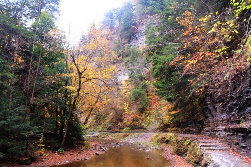 A serene forest scene with autumn foliage, a calm stream, and rocky cliffs under a cloudy sky.