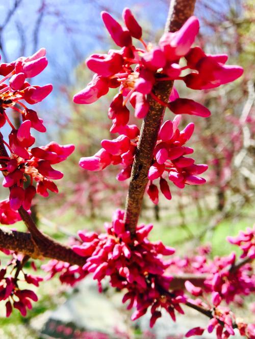 Close-up of vibrant pink flowers blooming on a tree branch against a blue sky.