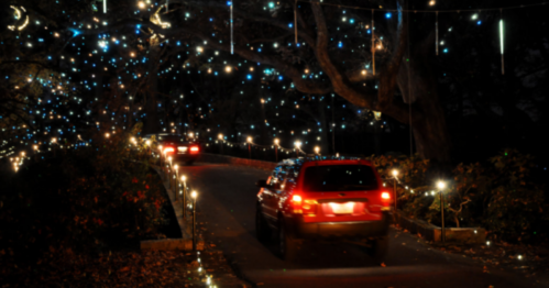 Cars driving along a tree-lined road adorned with colorful holiday lights at night.