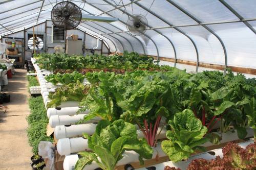 A greenhouse filled with rows of leafy greens, including lettuce and kale, growing in hydroponic systems.