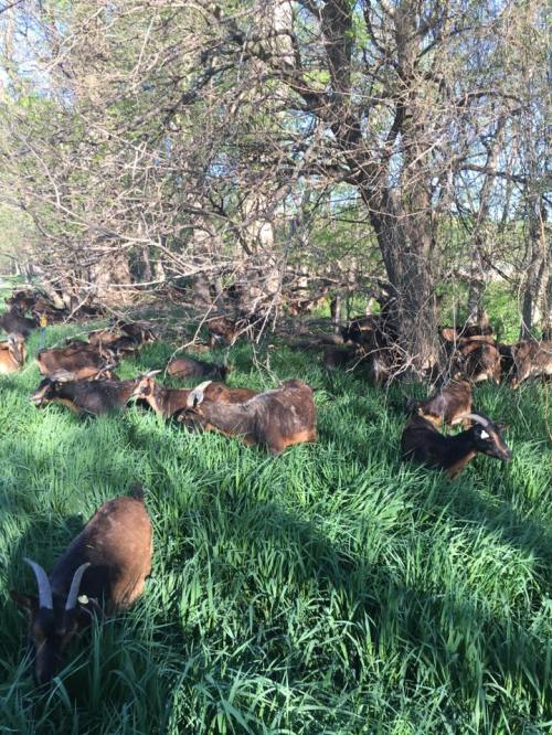A herd of goats grazing in a lush green field surrounded by trees.