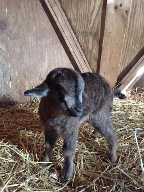 A small, brown goat kid stands on straw inside a wooden barn, looking curiously at the camera.