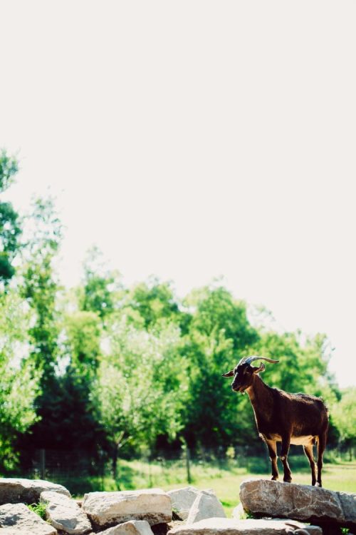 A goat stands on a rock with a lush green background and bright sky, enjoying a sunny day outdoors.