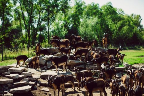 A herd of goats gathered on rocks in a sunny, green landscape with trees in the background.