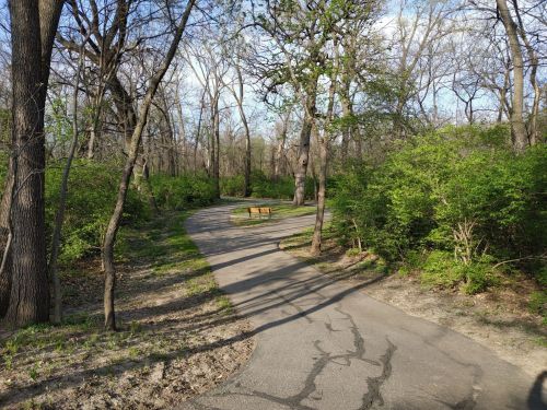 A winding path through a wooded area, with a bench surrounded by greenery under a clear blue sky.