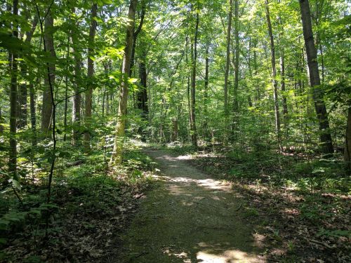 A sunlit forest path surrounded by lush green trees and foliage.