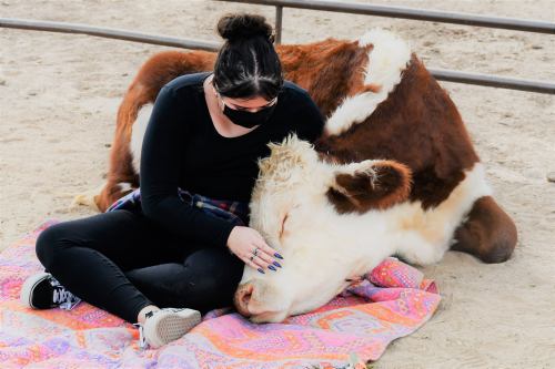A person in black sits on a blanket, gently resting against a cow lying beside them on the ground.
