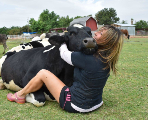 A woman sits on the grass, hugging a large black and white cow, surrounded by other cows in a farm setting.