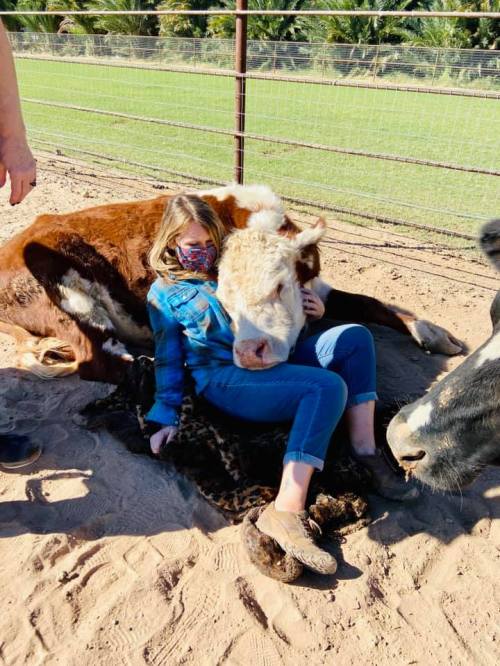 A girl in a blue shirt sits on the ground, hugging a cow while another cow lies nearby in a sunny outdoor setting.