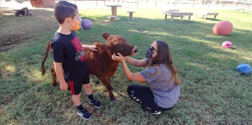 A child and a woman wearing masks interact with a calf in a grassy area with toys and play structures.