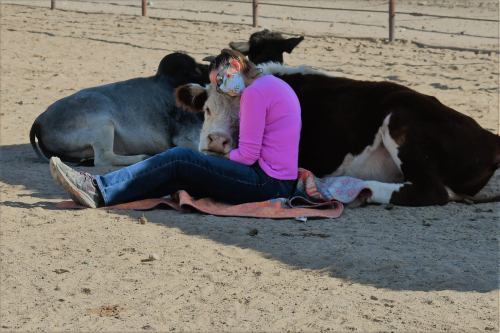 A girl in a pink shirt sits on the ground, resting her head on a cow, with another cow nearby in a sandy area.