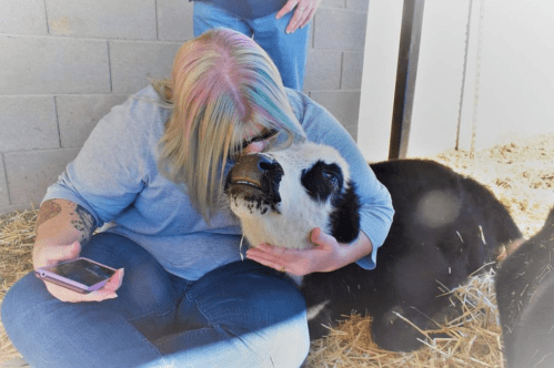 A person with colorful hair gently kisses a black and white sheep while sitting on straw in a barn.