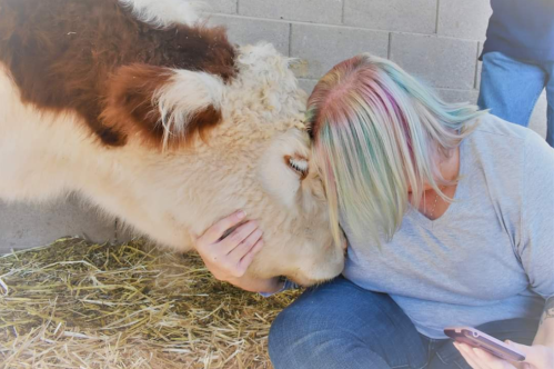 A person with colorful hair gently touches foreheads with a friendly cow in a barn setting.