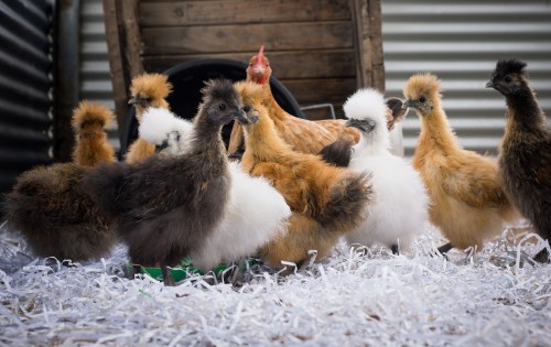 A group of fluffy chickens in various colors, including black, orange, and white, on a bed of shredded paper.