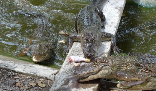 A group of alligators near water, with one on a wooden platform eating a piece of meat.
