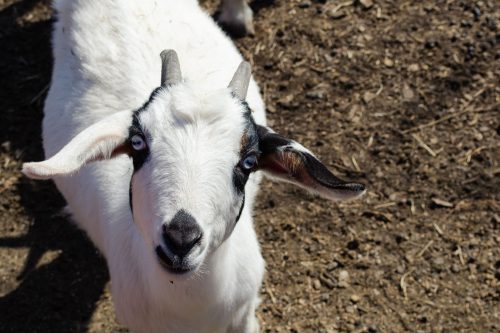 A close-up of a white goat with black markings and striking blue eyes, looking curiously at the camera.