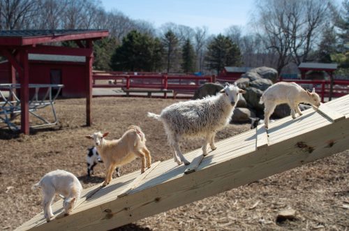 Five goats playfully climb a wooden ramp in a sunny outdoor setting with trees in the background.