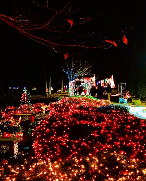 A festive display of colorful lights illuminates a garden path, surrounded by glowing red and green decorations at night.