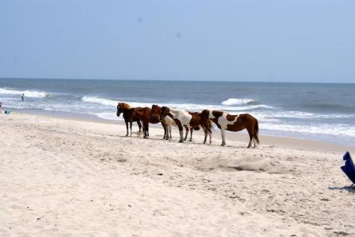 A group of horses standing on a sandy beach near the ocean, with gentle waves in the background.