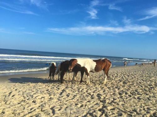 Horses standing on a sandy beach near the ocean, with gentle waves and a clear blue sky in the background.