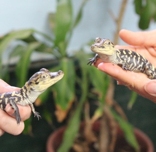 Two small lizards with striped patterns are being held in hands, surrounded by green plants in the background.