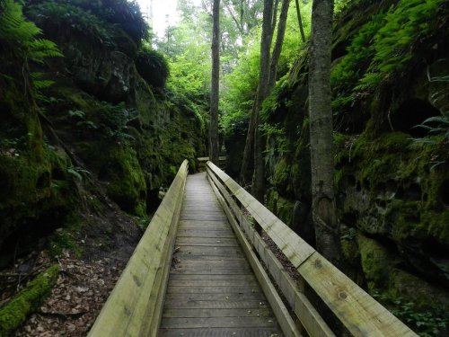 A wooden boardwalk winds through a lush, green forest with moss-covered rocks and tall trees on either side.