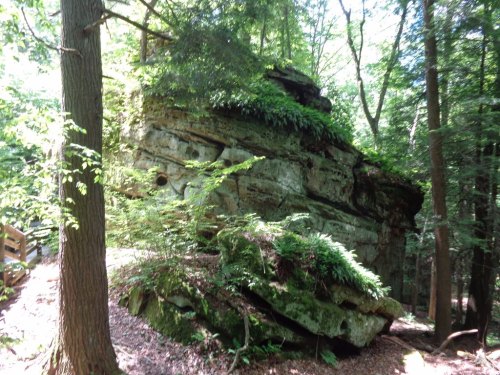 A large rock formation covered in greenery, surrounded by trees in a forested area.