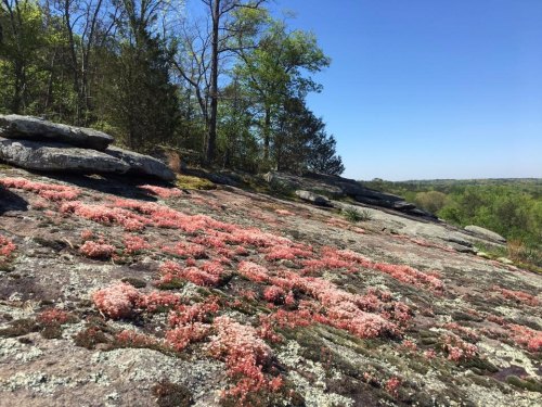 A rocky landscape covered in pink flowers, surrounded by green trees under a clear blue sky.