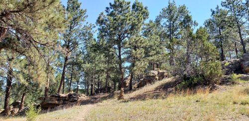 A sunny hillside with tall pine trees and rocky outcrops, surrounded by grass and clear blue skies.