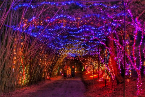 A colorful pathway illuminated with vibrant blue and orange lights, surrounded by trees, creating a festive atmosphere.