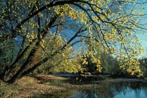 A serene river scene with a tree displaying yellow leaves, reflecting the clear blue sky and calm water.