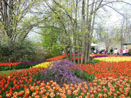 A vibrant garden filled with colorful tulips in red, yellow, and purple, surrounded by lush green trees.