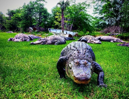 A group of alligators resting on green grass near a boat in a lush, wooded area.