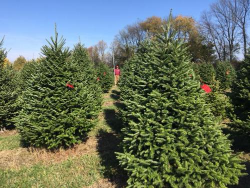 A person stands among rows of lush green Christmas trees with red tags on a sunny day.