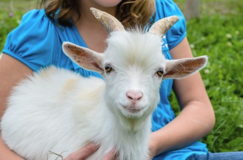 A close-up of a white goat with small horns, sitting in a person's lap, surrounded by green grass.