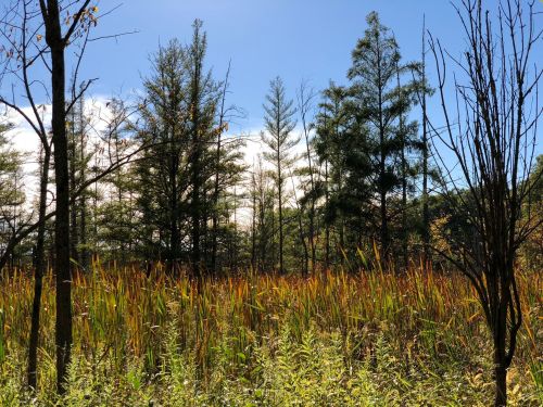 A serene landscape featuring tall grasses and trees under a clear blue sky.