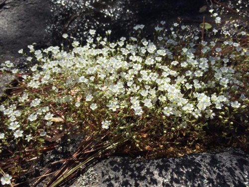 A cluster of small white flowers growing on rocky ground, surrounded by green foliage and sunlight.