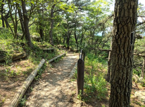 A winding dirt path through a lush green forest, lined with trees and wooden logs.