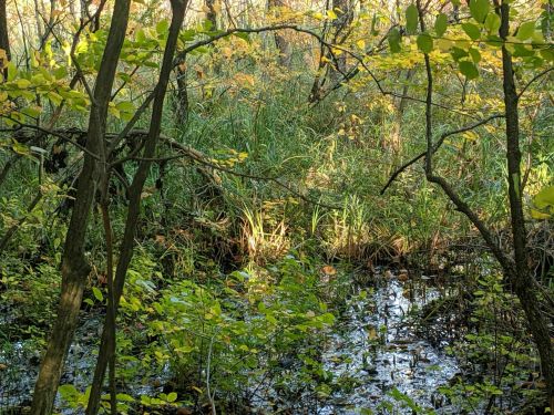 A serene forest scene with green grass, trees, and a small pond reflecting sunlight through the foliage.