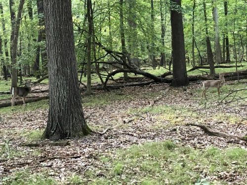 Two deer stand in a lush green forest, surrounded by trees and fallen branches on the forest floor.
