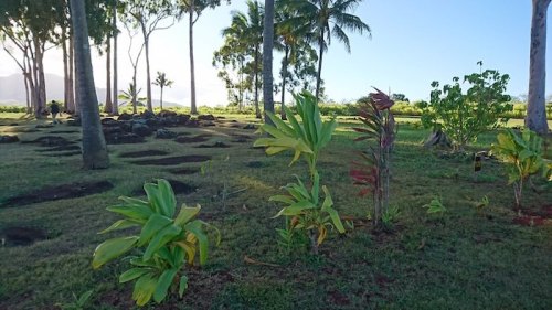 Lush green plants and palm trees in a serene landscape under a clear blue sky.