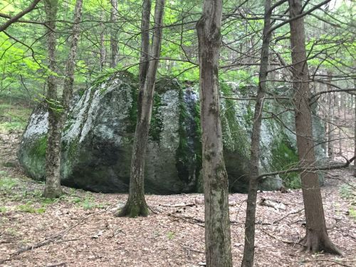 A large moss-covered boulder surrounded by trees in a lush green forest.